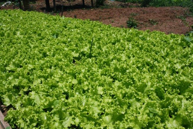 Horta da Matriz - 1° Passeio Fotográfico: Aniversário de Mauá