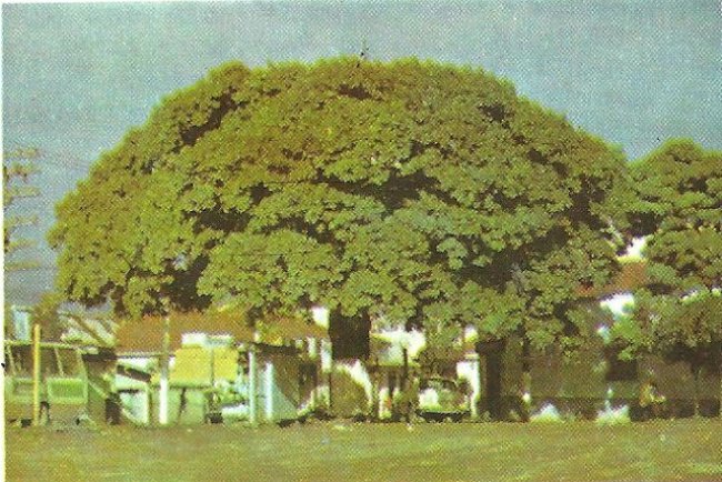 Paineira no ano do Jubileu de Prata de Mauá 1979