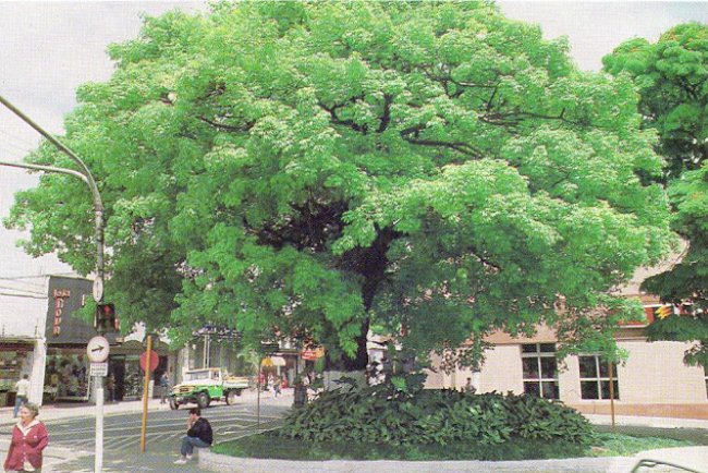 Paineira no centro de Mauá, Ano 1989