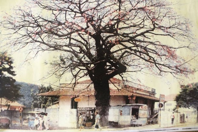 A Paineira não será derrubada