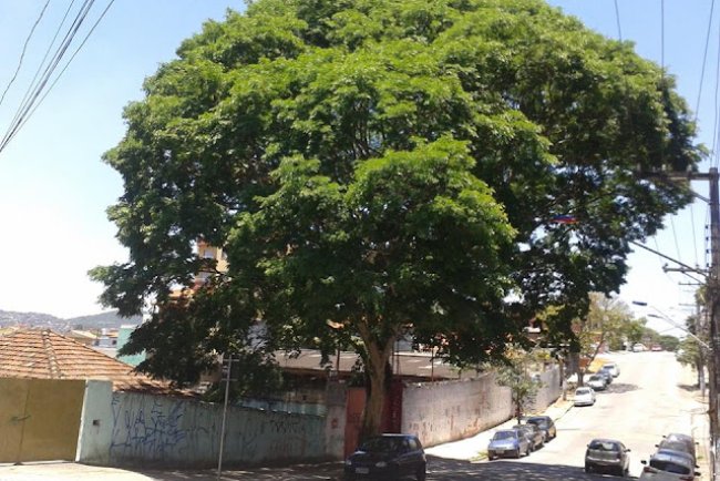 Bela arvore na Vila Guarani em Mauá