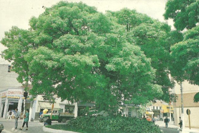 Paineira no centro de Mauá 1991