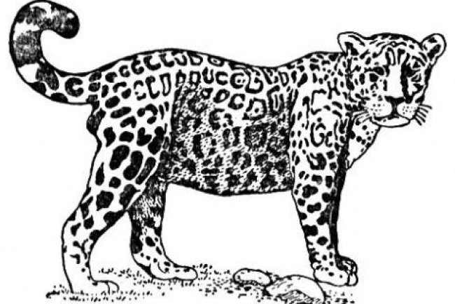 Onça Pintada na Estação Pilar (Mauá) 1903