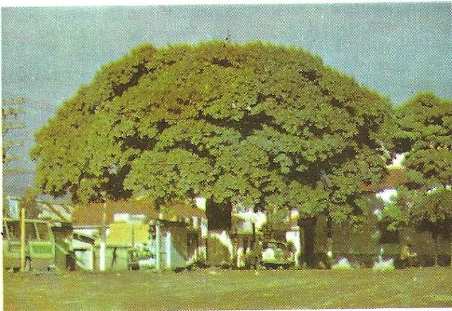 Paineira no ano do Jubileu de Prata de Mauá 1979