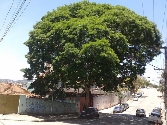Bela arvore na Vila Guarani em Mauá