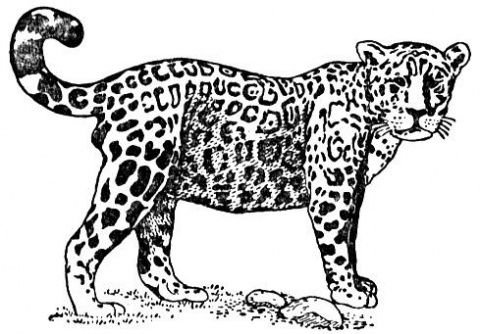 Onça Pintada na Estação Pilar (Mauá) 1903