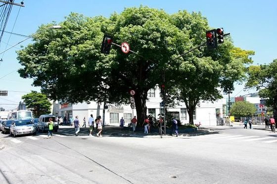 A Paineira de Mauá: um símbolo histórico preservado no coração da cidade