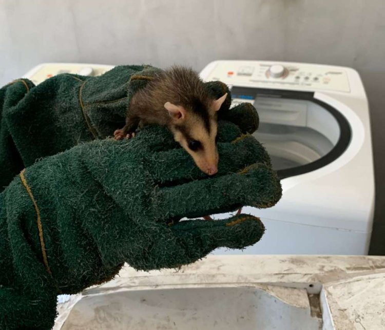 Na última terça-feira de 2025, agentes ambientais libertaram 13 saruês