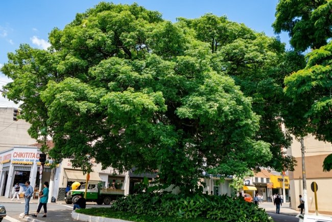 A Paineira do Centro de Mauá: um símbolo que atravessa gerações