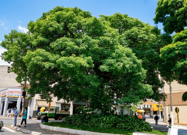 A Paineira do Centro de Mauá: um símbolo que atravessa gerações